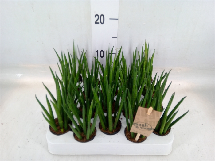 <h4>Sansevieria bacularis</h4>