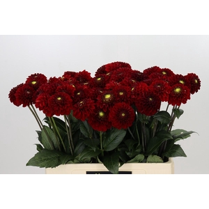 Dahlia Red Fox