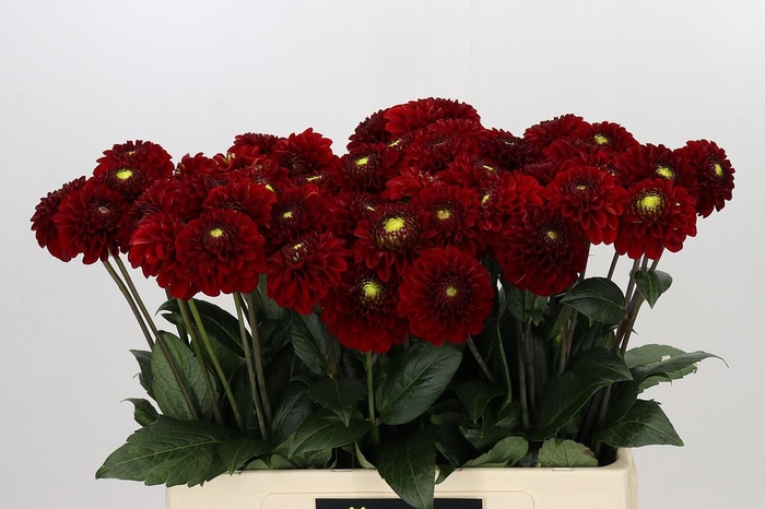 <h4>Dahlia Red Fox</h4>