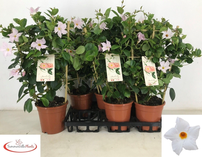 <h4>MANDE SUN WHITE</h4>