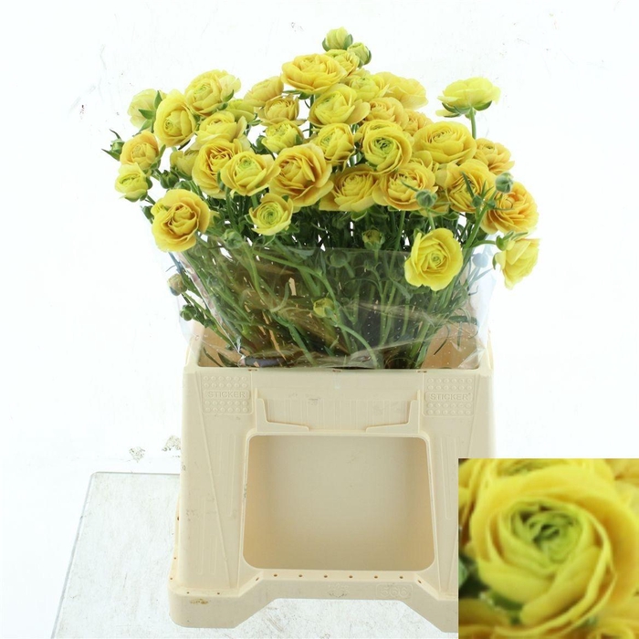 <h4>RAN N MODERNA MIELE</h4>