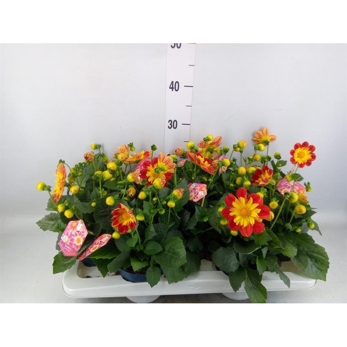 <h4>Dahlia  'Summerbees Red Bicolor'</h4>