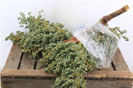 <h4>Sier Dadels Di Lago 13 Kg</h4>