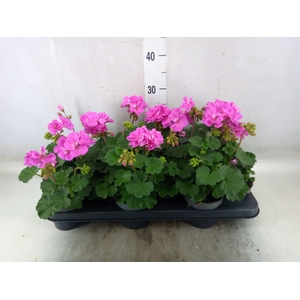 Pelargonium zona.   ...F1