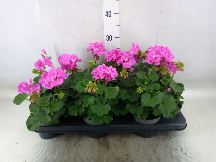 <h4>Pelargonium zona.   ...F1</h4>