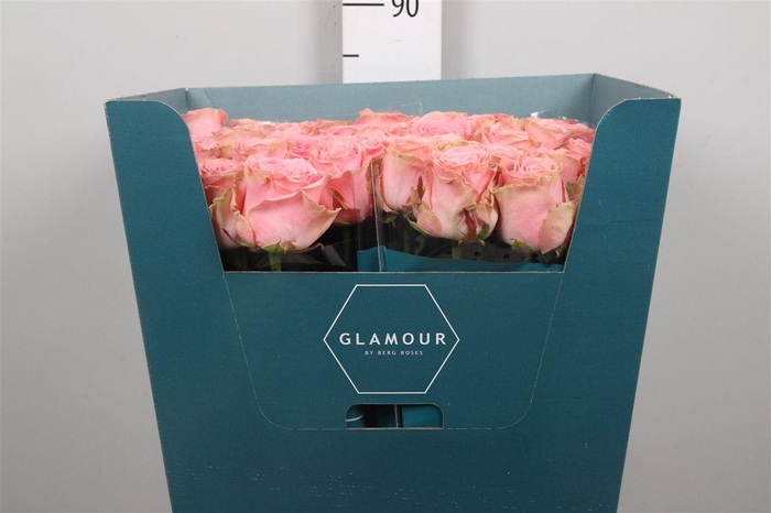 <h4>R Gr Sophia Loren</h4>