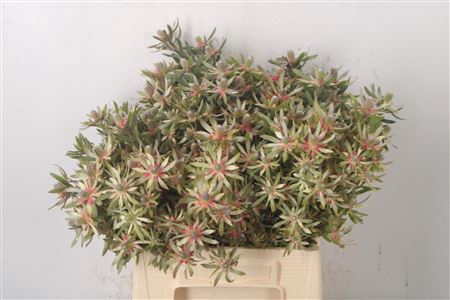 <h4>Leucad Ayoba Star Pearl</h4>