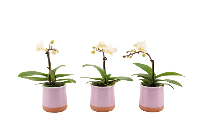 <h4>Valencia Lila Tiny Dolls Wit 1T7+ aqu@</h4>