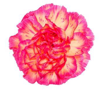 <h4>Di St Spritz</h4>