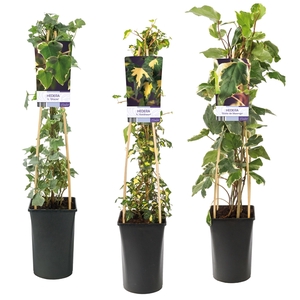 Mixshelf Hedera multicolored varieties +light label