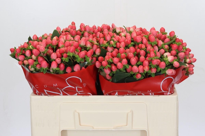 <h4>Hypericum Sweet Romance</h4>