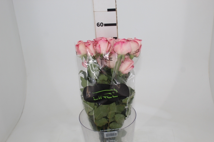 <h4>ROSA VANIA 050 CM ESTUFA</h4>