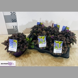 AJUGA R BRAUNHERZ