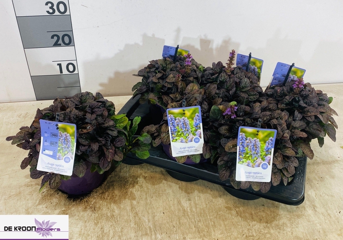 <h4>AJUGA R BRAUNHERZ</h4>