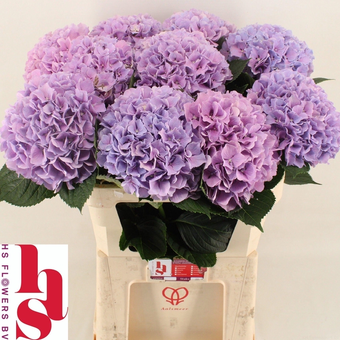 <h4>HYDR M ROYAL BENEFIT</h4>
