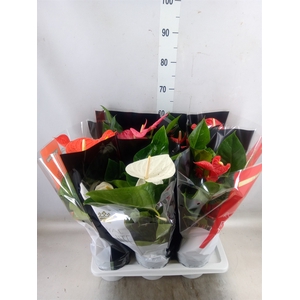 Anthurium   ...mix