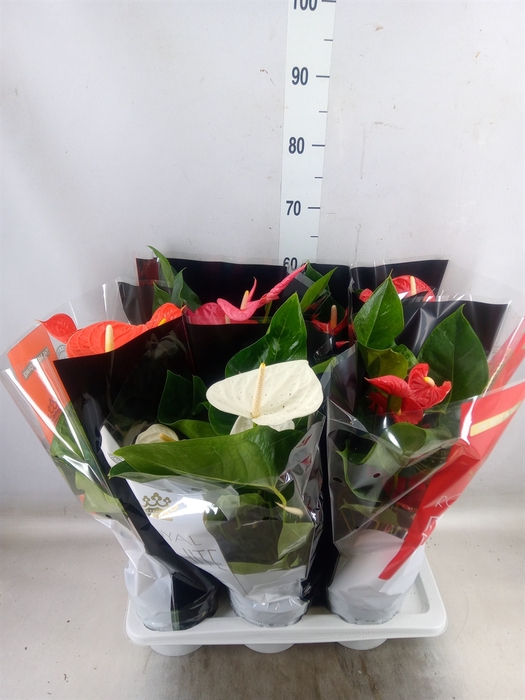 <h4>Anthurium   ...mix</h4>