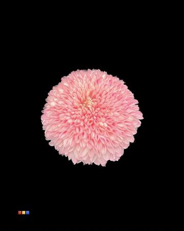 <h4>Chr G Superbowl Pastel Pink</h4>