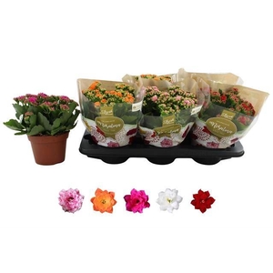 .Kalanchoe blossfeldiana gevuld rosalina gemengd 5