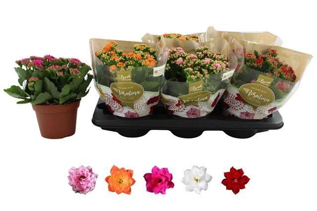 <h4>.Kalanchoe blossfeldiana gevuld rosalina gemengd 5</h4>