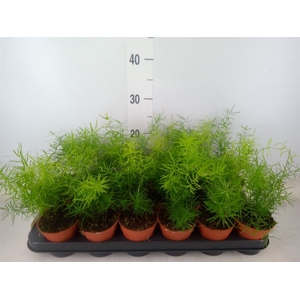 Asparagus dens. 'Sprengeri'