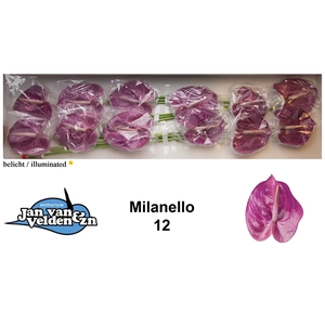 Anth A Milanello 13 cm X12 Jan van Velden