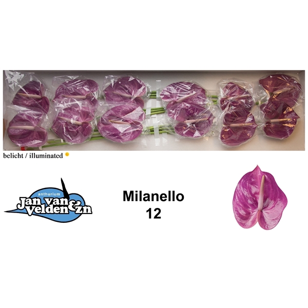<h4>Anth A Milanello 13 cm X12 Jan van Velden</h4>
