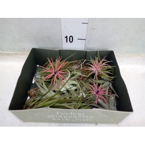 Tillandsia