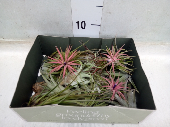 <h4>Tillandsia</h4>