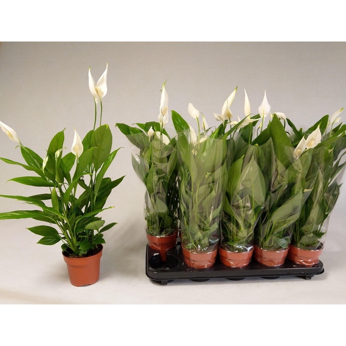 <h4>SPATH ALANA</h4>