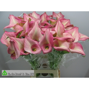 ZANT CANDY DREAM