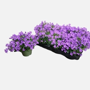 CAMP POR BLU GET MEE