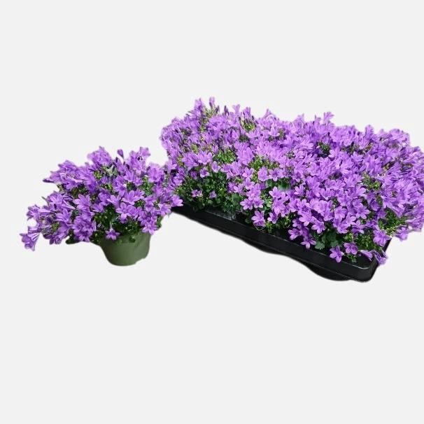 CAMP POR BLU GET MEE