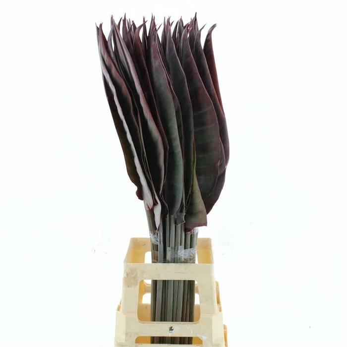 <h4>STRELIT BLAD KLB H%</h4>