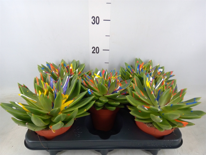 <h4>Echeveria  'Miranda'</h4>