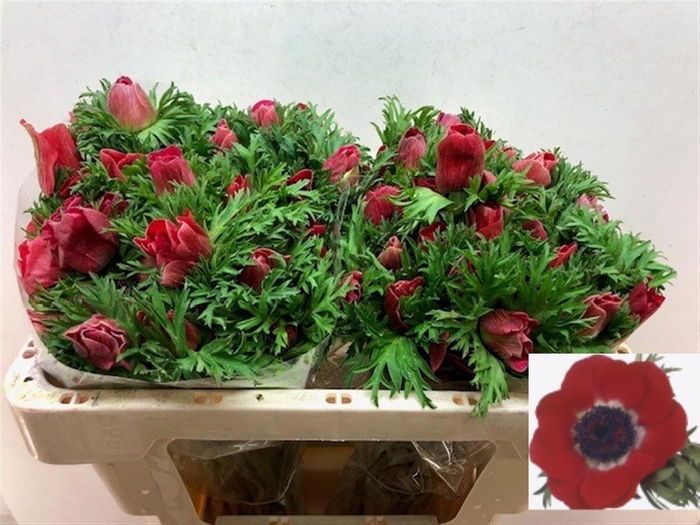 <h4>ANEM CO GALIL ROOD</h4>