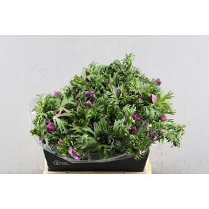 Anem Co Marianne Orchid
