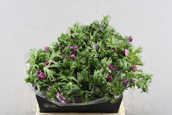 <h4>Anem Co Marianne Orchid</h4>