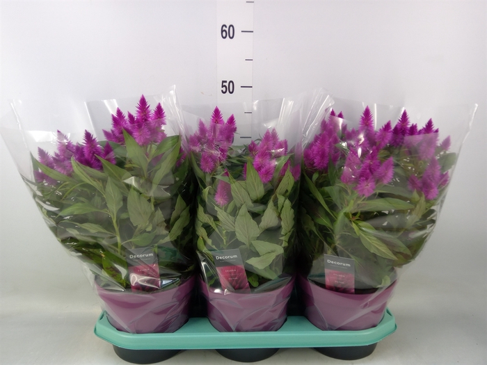 <h4>Celosia spic. 'Deep Purple'</h4>