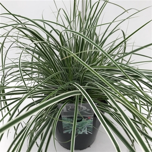 Graminées Carex 'Everest'