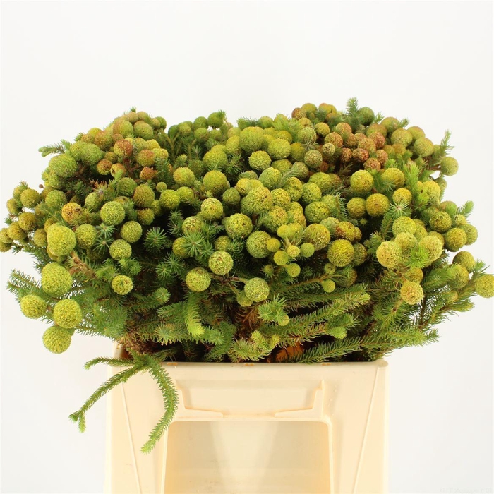 <h4>Berzelia galpinii</h4>