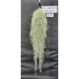 Tillandsia Usneoides Fine Silver (spaans mos)