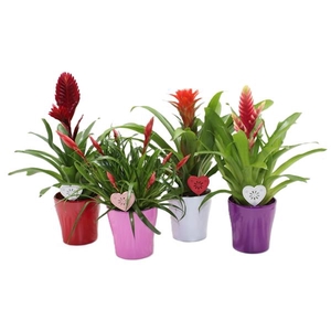 Bromelia variés