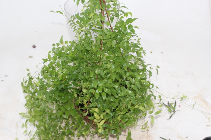 <h4>ASPARGO SMILAX C21</h4>