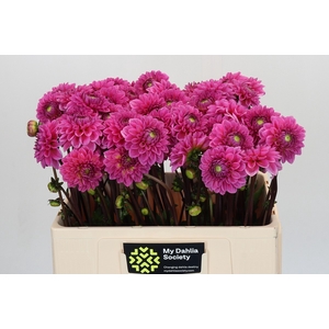 Dahlia Sandra