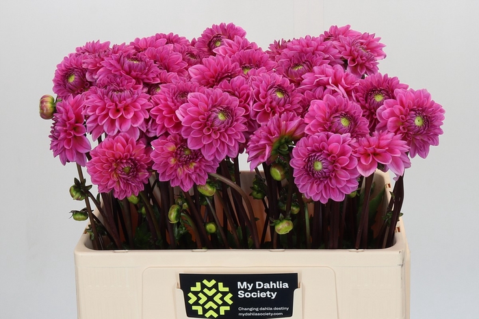 Dahlia Sandra