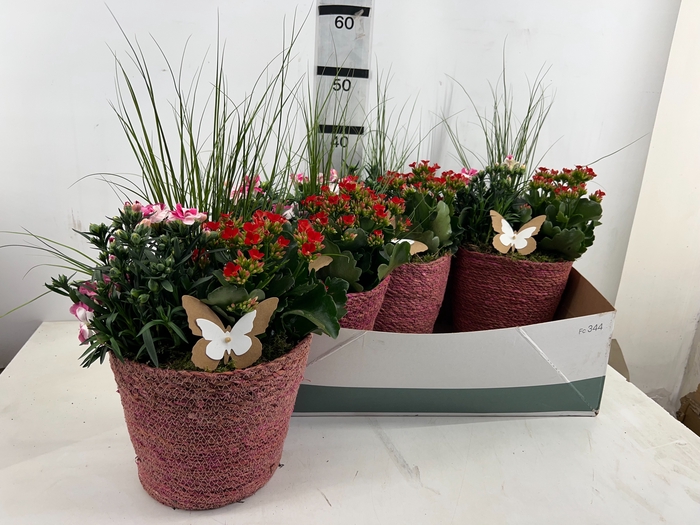 <h4>ARR TUINPLANTEN</h4>