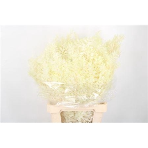 Ruscus. Bleached Per Stem