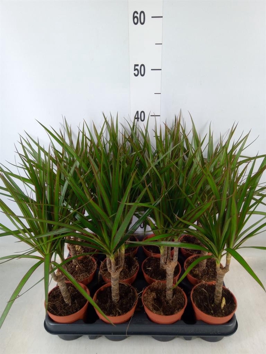 <h4>Dracaena marg.</h4>