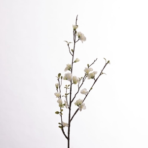 AF Chaenomeles L81cm White